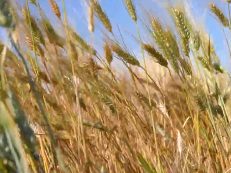 Actualité: À Ans, le blé dur bio trace une nouvelle route pour les pâtes locales 