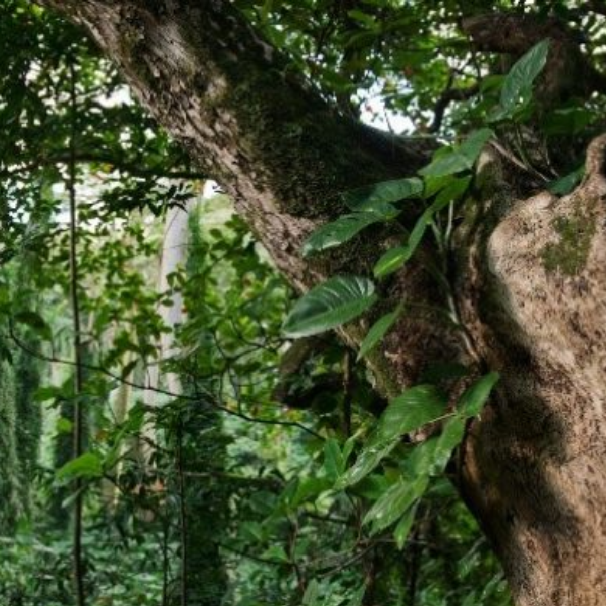 Affiche A credit to nature: a matter of interest – How to finance biodiversity?