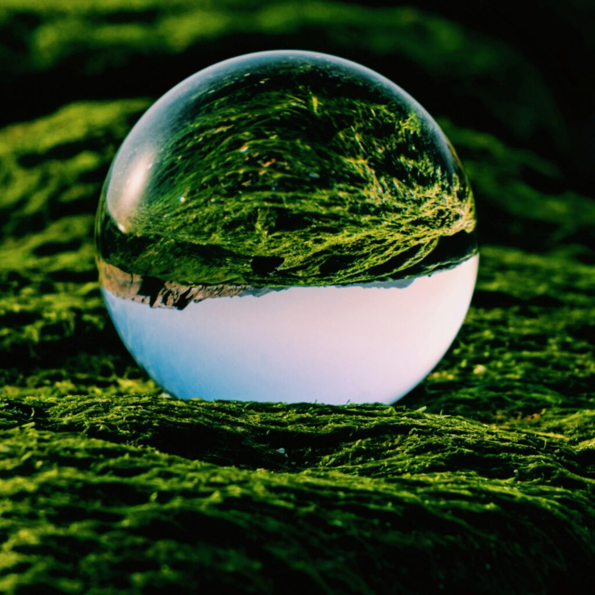 Sustainability Outlook 2026