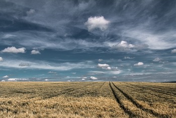 Soutenir le développement d’une nouvelle filière basée sur la production de blé dur en Wallonie