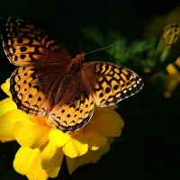 papillon sur une fleur jaune