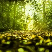 forêt ensoleillée