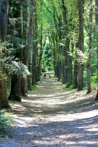 chemin dans une forêt