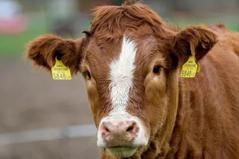 vache