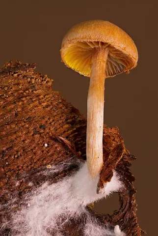 champignon mycélium