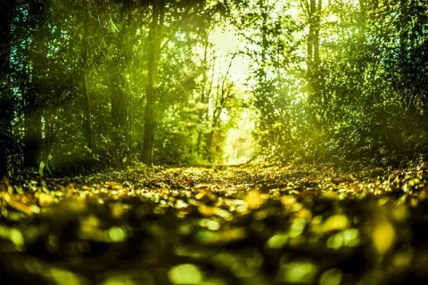 forêt ensoleillée