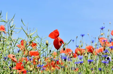 prairie fleurie