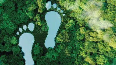 Deux pas dans une forêt