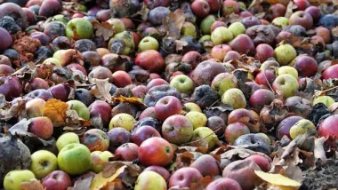 pommes tombées