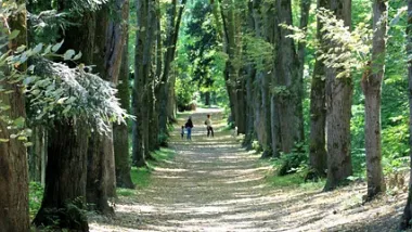 chemin dans une forêt