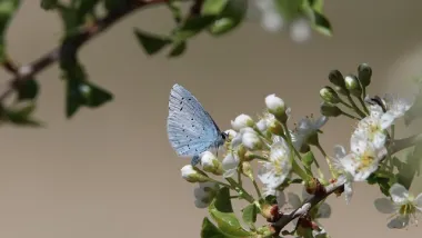 papillon sur une fleur blanche