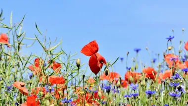 prairie fleurie